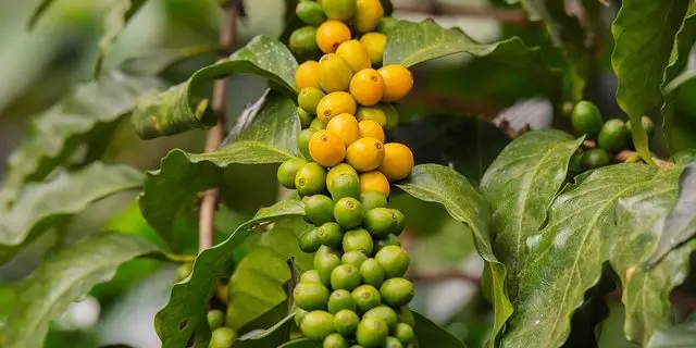 Comercio Justo Cafe Comercio Justo Cafe