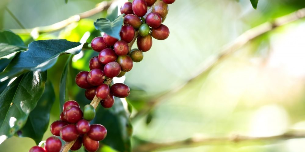 Planta Cafe Planta Cafe