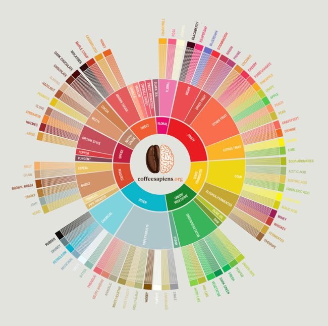 Rueda De Cafe Coffee Sapiens