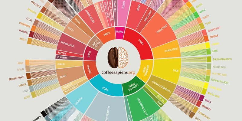 Rueda De Cafe Coffee Sapiens