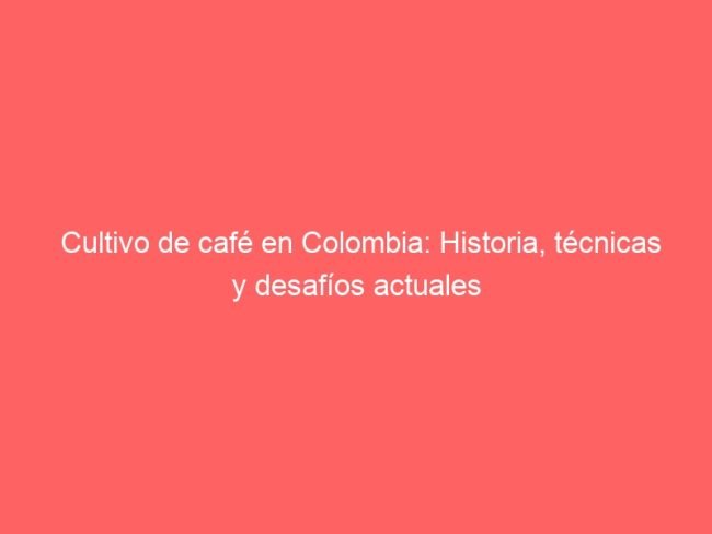 Cultivo De Cafe En Colombia Historia Tecnicas Y Desafios Actuales 565