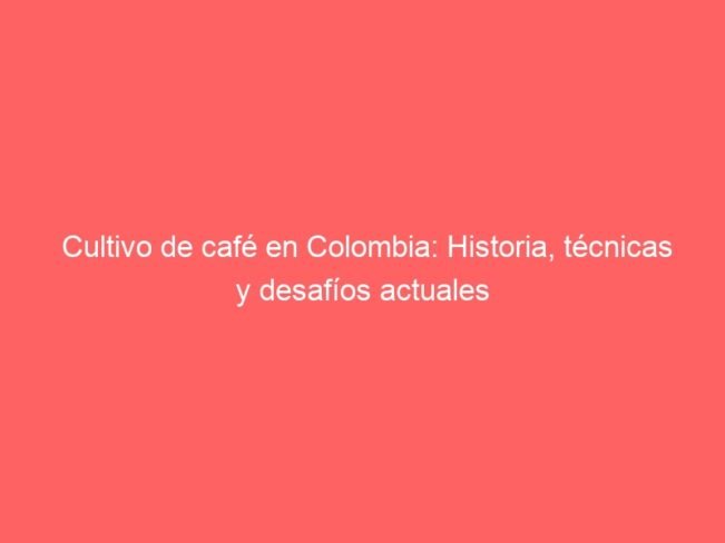 Cultivo De Cafe En Colombia Historia Tecnicas Y Desafios Actuales 565