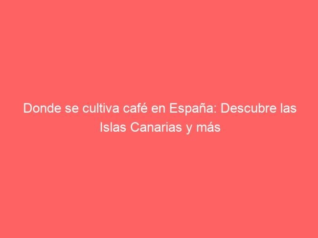 Donde Se Cultiva Cafe En Espana Descubre Las Islas Canarias Y Mas 566