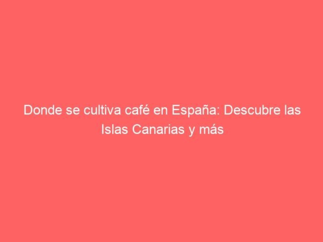 Donde Se Cultiva Cafe En Espana Descubre Las Islas Canarias Y Mas 566