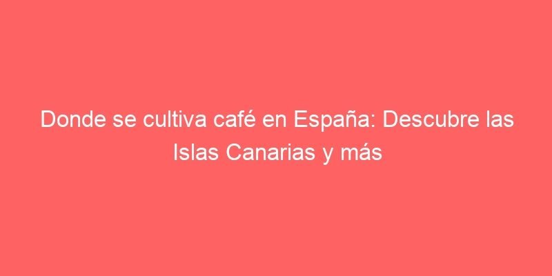 Donde Se Cultiva Cafe En Espana Descubre Las Islas Canarias Y Mas 566 Donde Se Cultiva Cafe En Espana Descubre Las Islas Canarias Y Mas 566