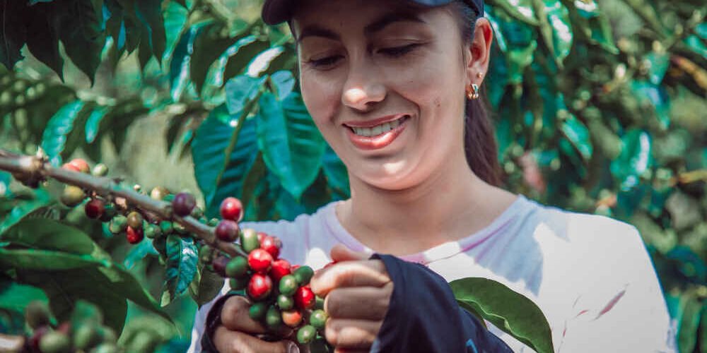 Cooperativas De Cafe