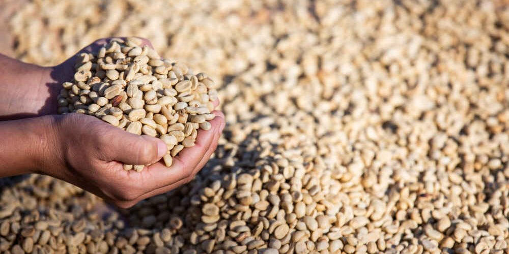 Defectos Visuales Del Cafe Verde