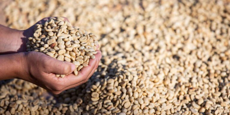 Defectos Visuales Del Cafe Verde Defectos Visuales Del Cafe Verde