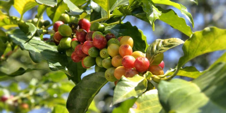 Varietal Pink Bourbon