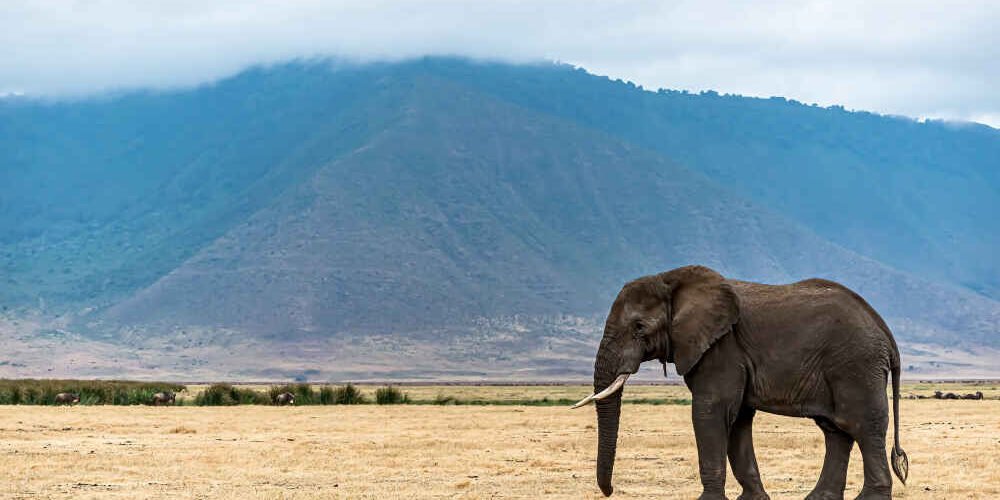 Cafe De Tanzania Peaberry