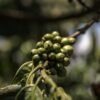 Rama de cafeto con cerezas de café verdes en una plantación