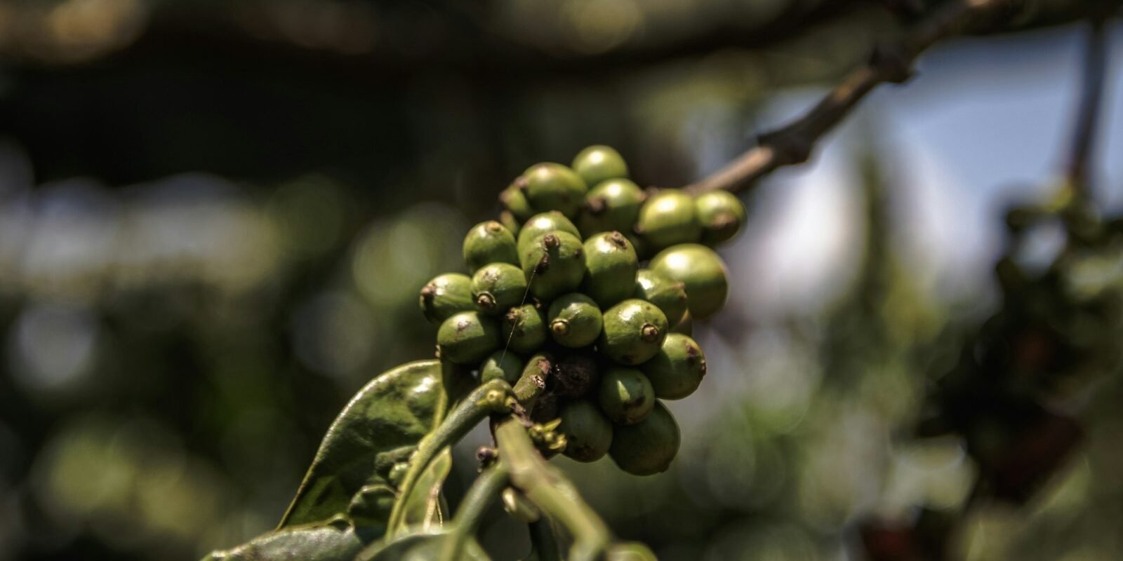 Rama de cafeto con cerezas de café verdes en una plantación