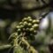 Rama de cafeto con cerezas de café verdes en una plantación