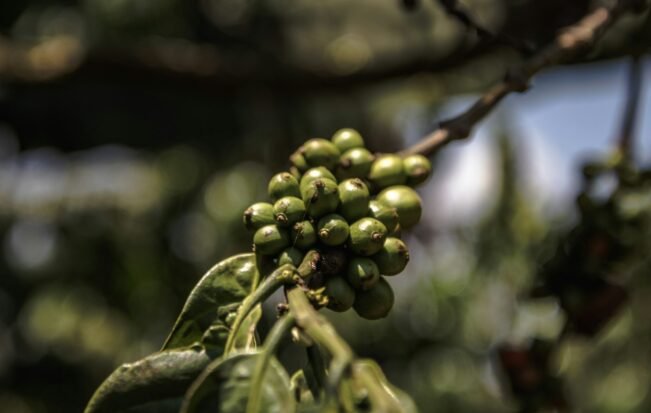 Semillas de Gesha y Sidra que no eran lo que decían, según su ADN Rama de cafeto con cerezas de café verdes en una plantación